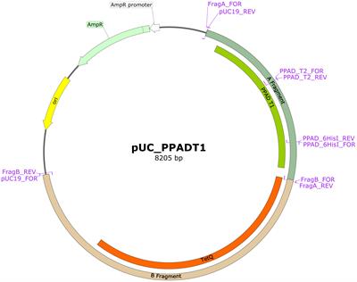 Identification of a new genetic variant (G231N, E232T, N235D) of peptidylarginine deiminase from P. gingivalis in advanced periodontitis